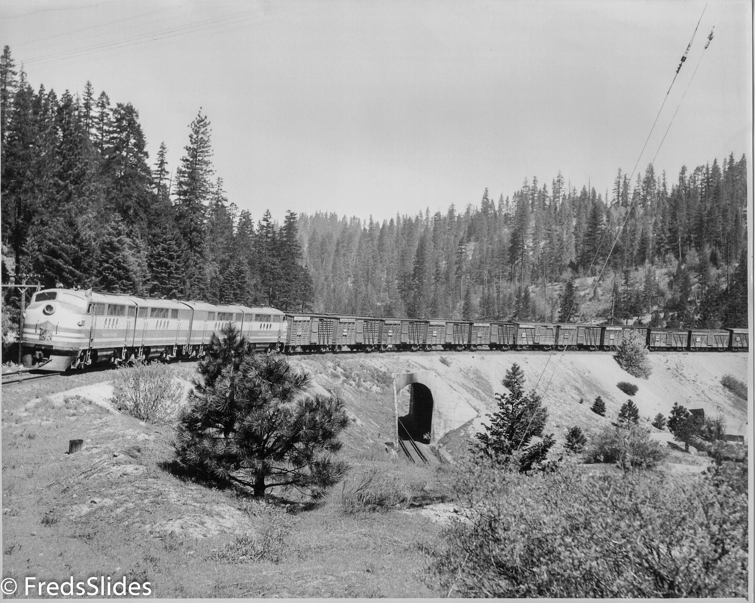 Western Pacific Train with live stock cars 